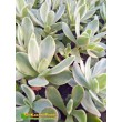 Черенок крассула нудикаули вариегатная (Crassula nudicaule variegata, толстянка вариегатная)