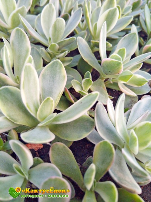 Черенок крассула нудикаули вариегатная (Crassula nudicaule variegata, толстянка вариегатная)