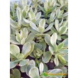 Черенок Крассула нудикаули вариегатная (Crassula nudicaule variegata, толстянка вариегатная)