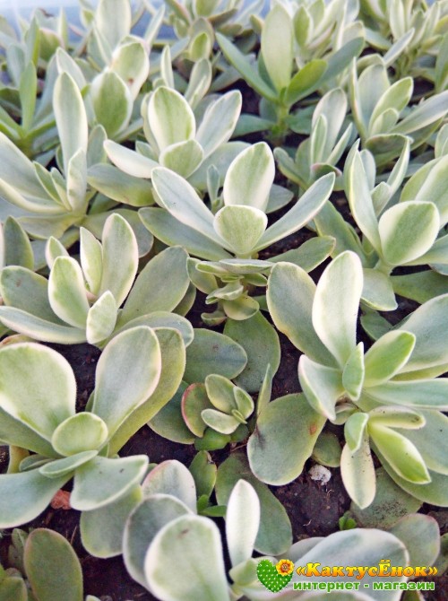 Черенок Крассула нудикаули вариегатная (Crassula nudicaule variegata, толстянка вариегатная)