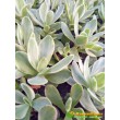 Черенок Крассула нудикаули вариегатная (Crassula nudicaule variegata, толстянка вариегатная)