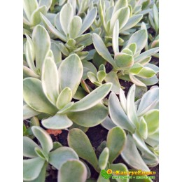 Черенок Крассула нудикаули вариегатная (Crassula nudicaule variegata, толстянка вариегатная)