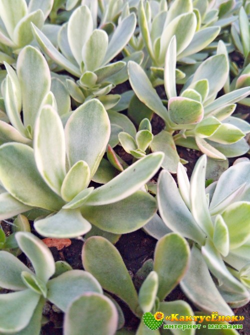 Черенок Крассула нудикаули вариегатная (Crassula nudicaule variegata, толстянка вариегатная)