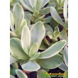 Черенок Крассула нудикаули вариегатная (Crassula nudicaule variegata, толстянка вариегатная)