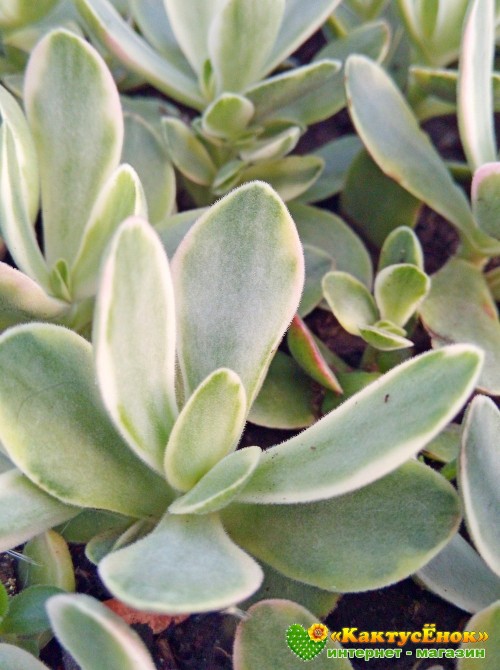 Черенок Крассула нудикаули вариегатная (Crassula nudicaule variegata, толстянка вариегатная)