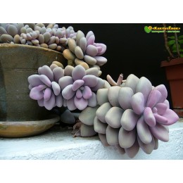 1 листовой черенок граптопеталум аметистовый (graptopetalum Amethystinum)