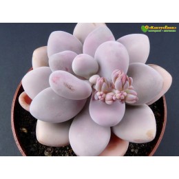 1 листовой черенок граптопеталум аметистовый (graptopetalum Amethystinum)