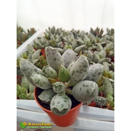 Листовой черенок Адромискус утонченный, светлая форма (Adromischus festivus, Адромискус фестивус)