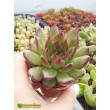 2 листовых черенка Эхеверия агавовидная рубра (echeveria agavoides rubra, эхеверия агавоидес рубра)