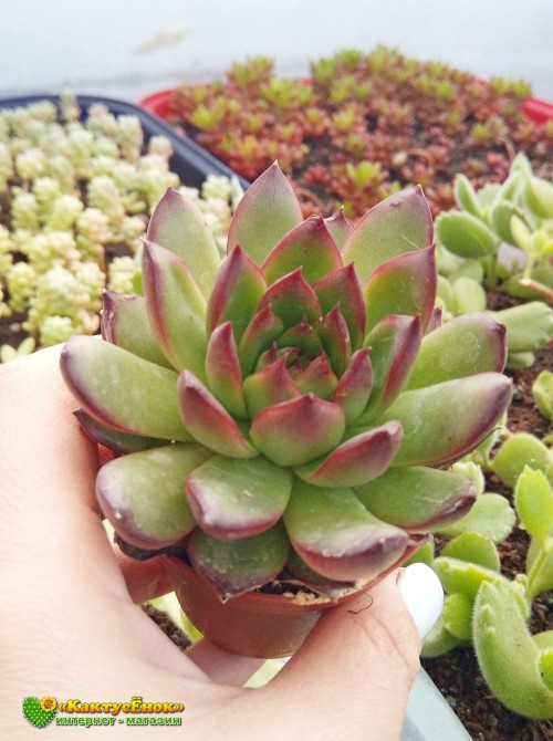 2 листовых черенка Эхеверия агавовидная рубра (echeveria agavoides rubra, эхеверия агавоидес рубра)