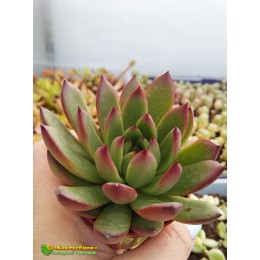 2 листовых черенка Эхеверия агавовидная рубра (echeveria agavoides rubra, эхеверия агавоидес рубра)