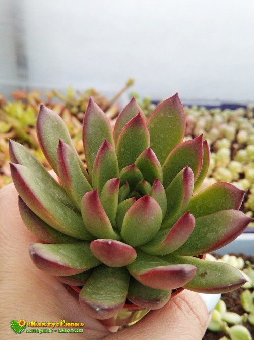 2 листовых черенка Эхеверия агавовидная рубра (echeveria agavoides rubra, эхеверия агавоидес рубра)