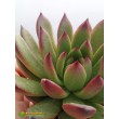 2 листовых черенка Эхеверия агавовидная рубра (echeveria agavoides rubra, эхеверия агавоидес рубра)