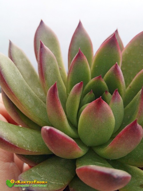 2 листовых черенка Эхеверия агавовидная рубра (echeveria agavoides rubra, эхеверия агавоидес рубра)