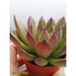 2 листовых черенка Эхеверия агавовидная рубра (echeveria agavoides rubra, эхеверия агавоидес рубра)