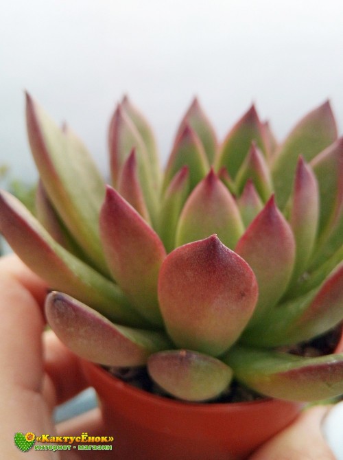 2 листовых черенка Эхеверия агавовидная рубра (echeveria agavoides rubra, эхеверия агавоидес рубра)