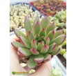 2 листовых черенка Эхеверия агавовидная рубра (echeveria agavoides rubra, эхеверия агавоидес рубра)