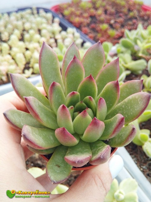 2 листовых черенка Эхеверия агавовидная рубра (echeveria agavoides rubra, эхеверия агавоидес рубра)