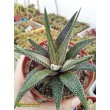 Хавортия фасциата Конколор (Haworthia Fasciata var. Concolor, хавортия фасциата конколор)