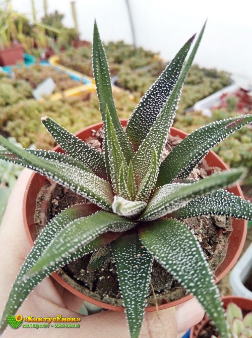 Хавортия фасциата Конколор (Haworthia Fasciata var. Concolor, хавортия фасциата конколор)