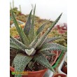 Хавортия фасциата Конколор (Haworthia Fasciata var. Concolor, хавортия фасциата конколор)