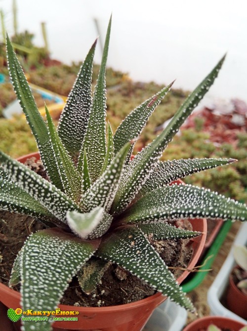 Хавортия фасциата Конколор (Haworthia Fasciata var. Concolor, хавортия фасциата конколор)