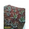 Хавортия фасциата Конколор (Haworthia Fasciata var. Concolor, хавортия фасциата конколор)