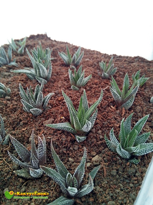 Хавортия фасциата Конколор (Haworthia Fasciata var. Concolor, хавортия фасциата конколор)