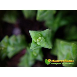 Черенок Крассула Том Тумб (crassula rupestris tom thumb)