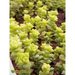 Черенок Крассула Том Тумб (crassula rupestris tom thumb)