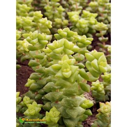 Черенок Крассула Том Тумб (crassula rupestris tom thumb)