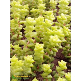 Черенок Крассула Том Тумб (crassula rupestris tom thumb)