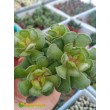 Адромискус гребенчатый (Adromischus cristatus, адромискус кристатус) с мелкими фактурными листьями