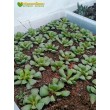 Адромискус гребенчатый (Adromischus cristatus, адромискус кристатус) с мелкими фактурными листьями