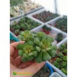 Адромискус гребенчатый (Adromischus cristatus, адромискус кристатус) с мелкими фактурными листьями