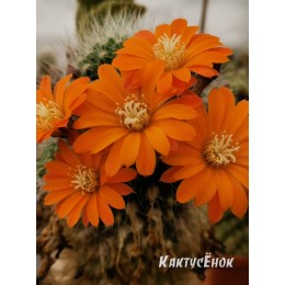 Ребуция мускула (rebutia muscula)