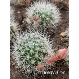Ребуция мускула (rebutia muscula)