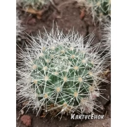Ребуция мускула (rebutia muscula)