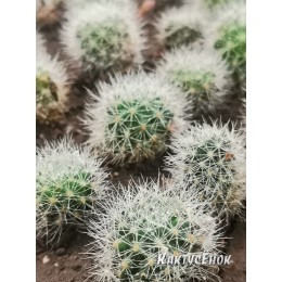 Ребуция мускула (rebutia muscula)