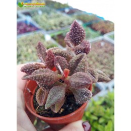 2 листовых черенка Адромискус Мариане баклажановый (Adromischus Marianiae 'aubergine')