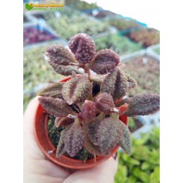 2 листовых черенка Адромискус Мариане баклажановый (Adromischus Marianiae 'aubergine')