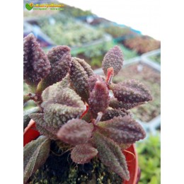 2 листовых черенка Адромискус Мариане баклажановый (Adromischus Marianiae 'aubergine')