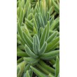 Черенок Крассула мезембриантемовидная Хиспида (Crassula mesembryanthemoides ssp. hispida)