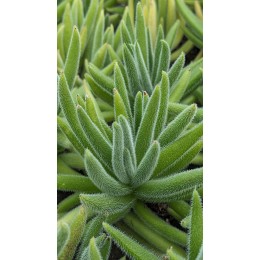 Черенок Крассула мезембриантемовидная Хиспида (Crassula mesembryanthemoides ssp. hispida)