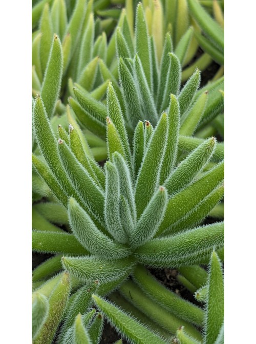 Черенок Крассула мезембриантемовидная Хиспида (Crassula mesembryanthemoides ssp. hispida)