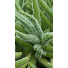 Черенок Крассула мезембриантемовидная Хиспида (Crassula mesembryanthemoides ssp. hispida)