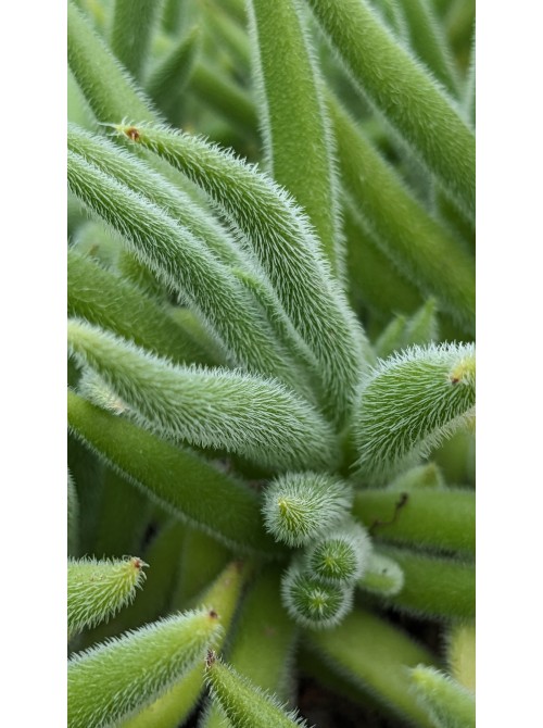 Черенок Крассула мезембриантемовидная Хиспида (Crassula mesembryanthemoides ssp. hispida)