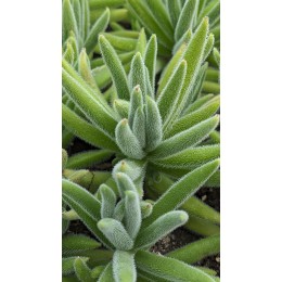 Черенок Крассула мезембриантемовидная Хиспида (Crassula mesembryanthemoides ssp. hispida)