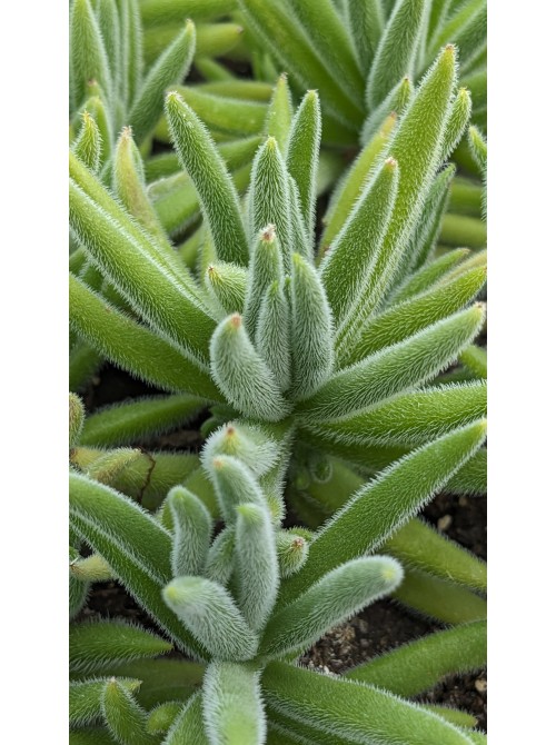 Черенок Крассула мезембриантемовидная Хиспида (Crassula mesembryanthemoides ssp. hispida)