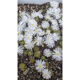 Литопс микс №3  (Lithops MIX)